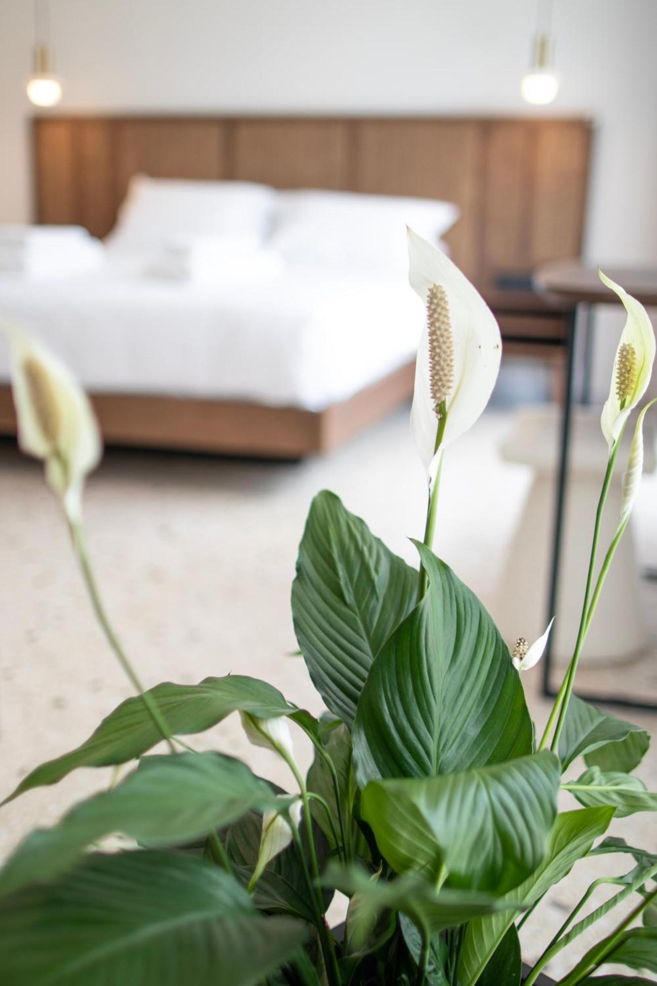 Mythodea Athens Suites 외부 사진